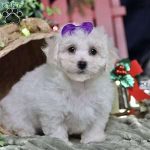 Holly (tiny), Bichon Frise Puppy